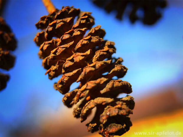 Elaborato, ma comunque bello: un buon 1 cm in realtà, ma impressionante grazie all'obiettivo macro.
