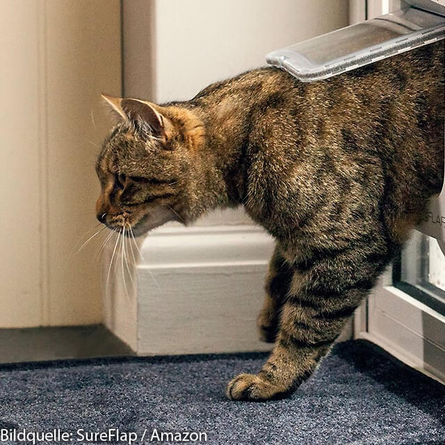 Katzen Chippen Lassen Sinn Kosten Infos