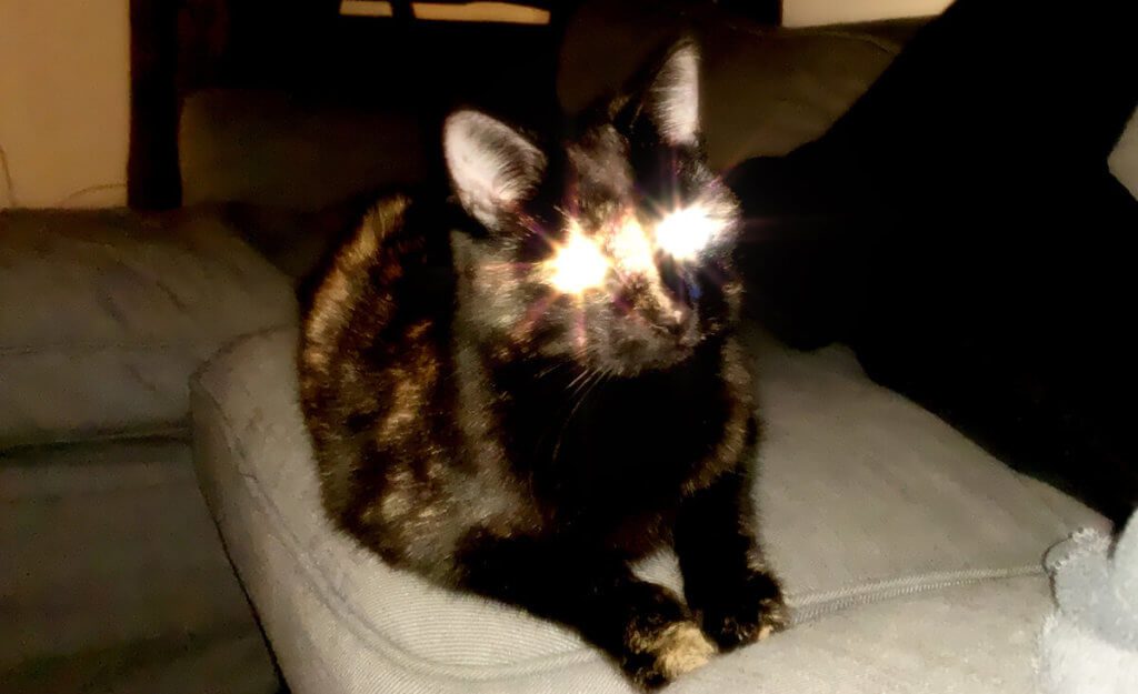 App e gatto Kirakira: funzionano alla grande! Nessun gatto è stato torturato o ferito per questa foto, né alcun gatto è stato corrotto con il cibo. Ciò è confermato dal nostro ufficiale locale per piccoli animali!