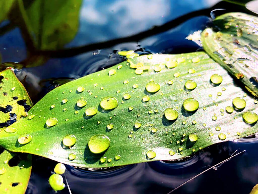 Amo particolarmente le goccioline d'acqua in questa foto. Anche qui ho cambiato un po' i colori in seguito in modo che ci fosse un bel contrasto cromatico tra l'acqua e la foglia (foto: Sir Apfelot).