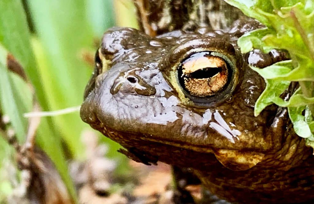 La rana era seduta vicino allo stagno e non era un po' timida con la fotocamera. Potresti anche accarezzarlo e lui è rimasto seduto. Ho fatto un primo piano con l'iPhone Tele e poi ho selezionato di nuovo i dettagli dell'immagine. Altrimenti è stata regolata solo una maggiore saturazione del colore e la foto è stata completata (Foto: Sir Apfelot).
