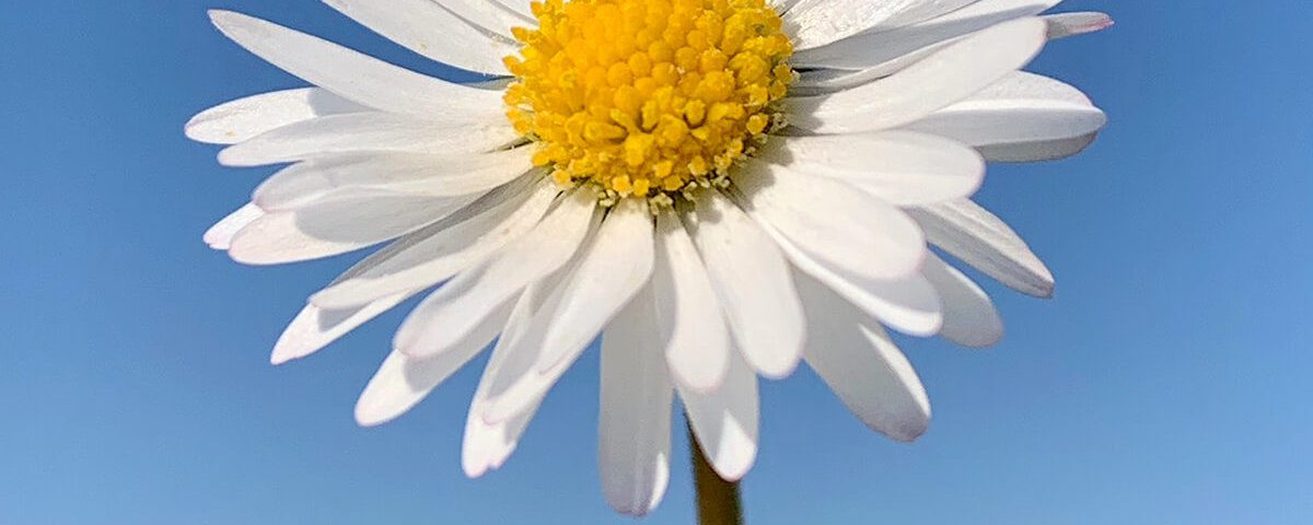 Surprisingly, the motif came out of the camera roll almost exactly like this. I only made minimal changes to the exposure and the crop. The good weather was certainly decisive for the blue sky to harmonize with the daisy (Photo: Sir Apfelot).