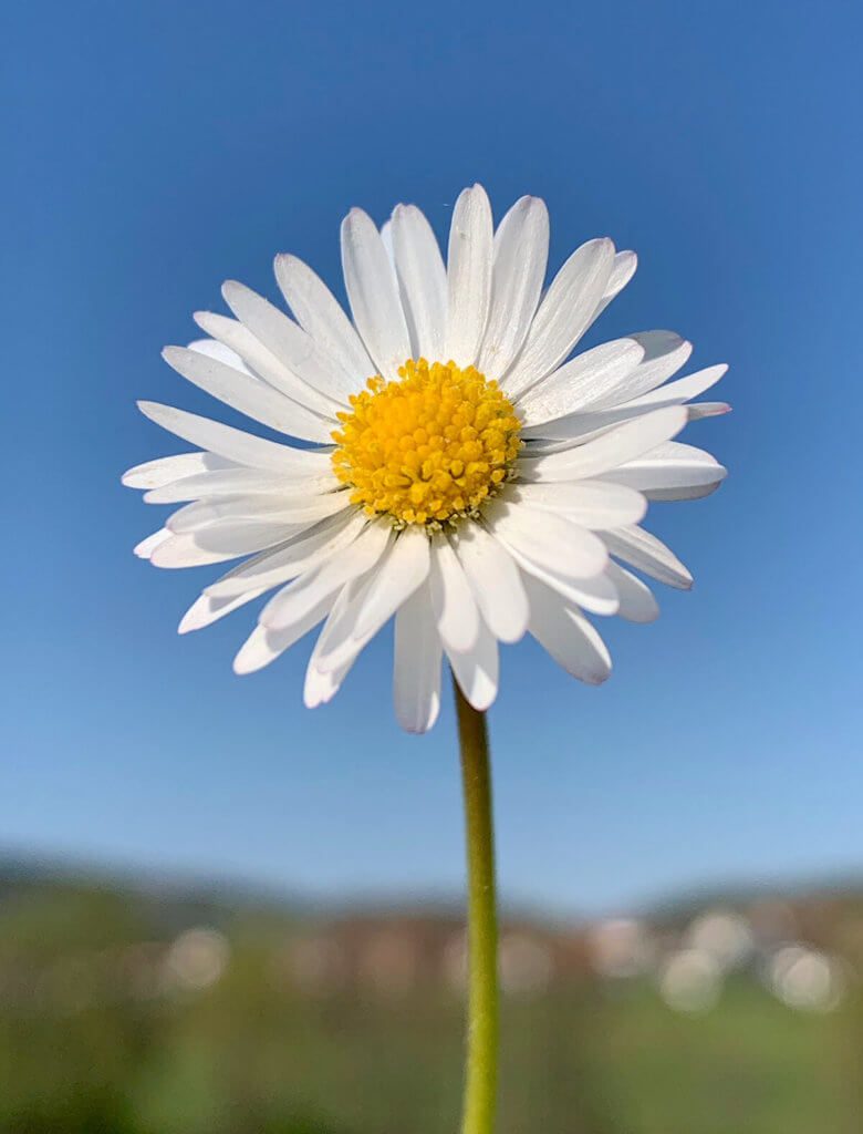 Sorprendentemente, il motivo è uscito dal rullino fotografico quasi esattamente in questo modo. Ho solo leggermente modificato l'esposizione e il ritaglio. Il bel tempo è stato sicuramente determinante perché il cielo azzurro si armonizzasse con le margherite (foto: Sir Apfelot).