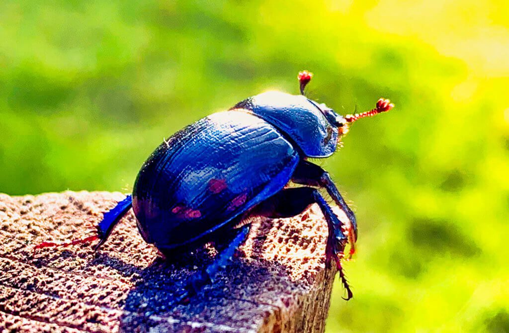 Lo scarabeo è stato trovato vicino a un pascolo di mucche. La foto è stata scattata con l'obiettivo 2x e ritagliata per ingrandire la sezione. L'editing è stato eseguito da "AI Auto Enhancer" del plug-in Luminar Flex Photoshop (foto: Sir Apfelot).