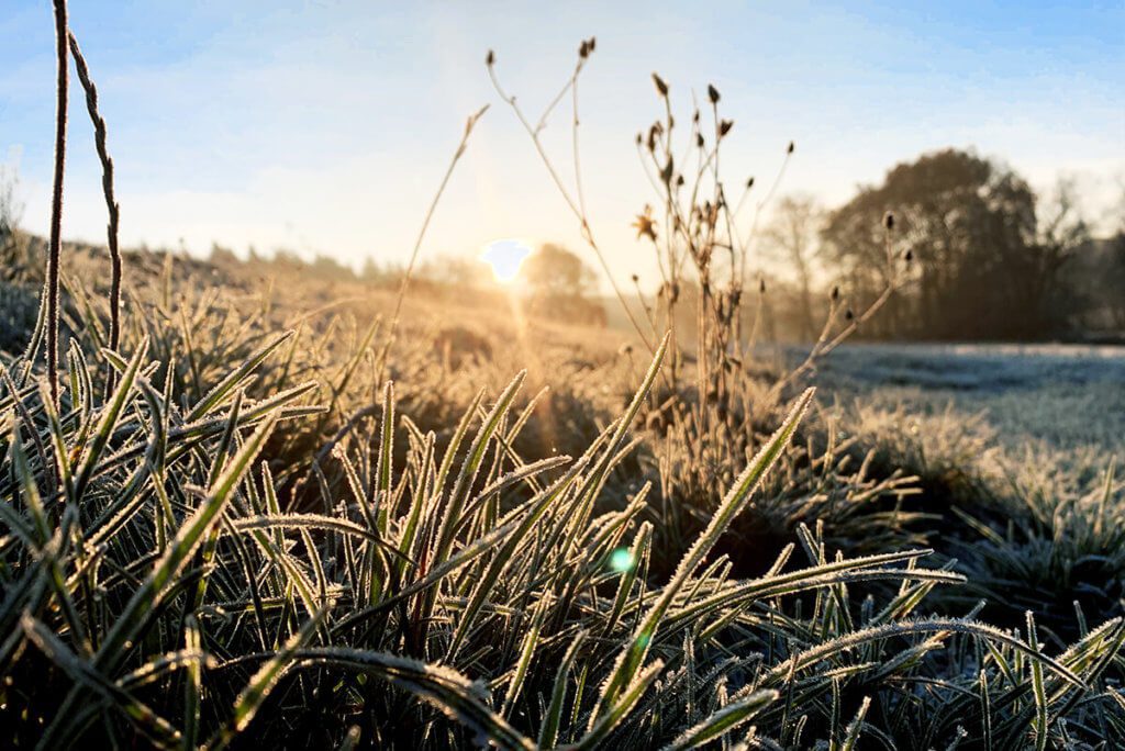 Fotografare contro il sole è stato uno dei miei soggetti preferiti dai tempi dell'iPhone XS. Qui è l'erba con la brina che rende la foto interessante (Foto: Sir Apfelot).