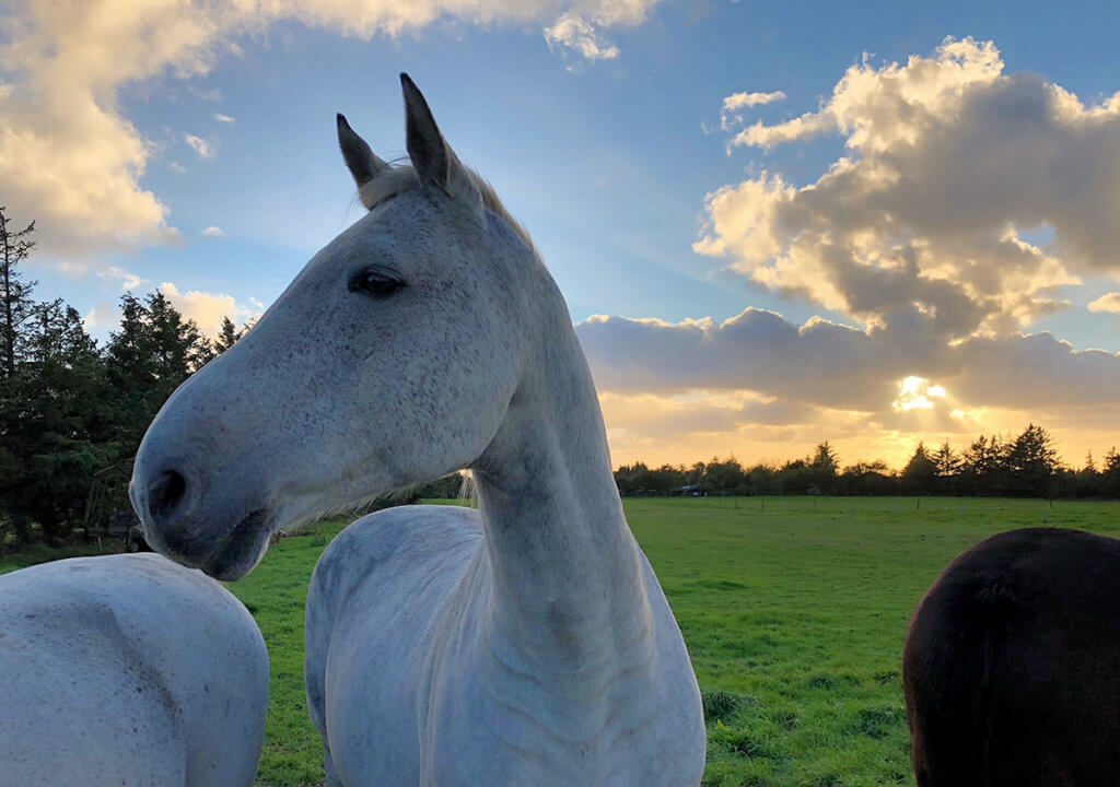 Cavalli al tramonto in Danimarca - possibile solo grazie allo Smart HDR automatico dell'iPhone XS (Foto: Sir Apfelot).