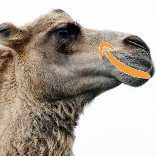 how to keepa camel