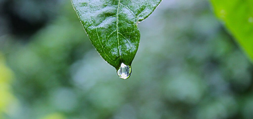 Thanks to the shallow depth of field, the focus of the photography and thus the viewer's attention is drawn to the leaf and the water droplets. With a high depth of field, the image would be too confusing.