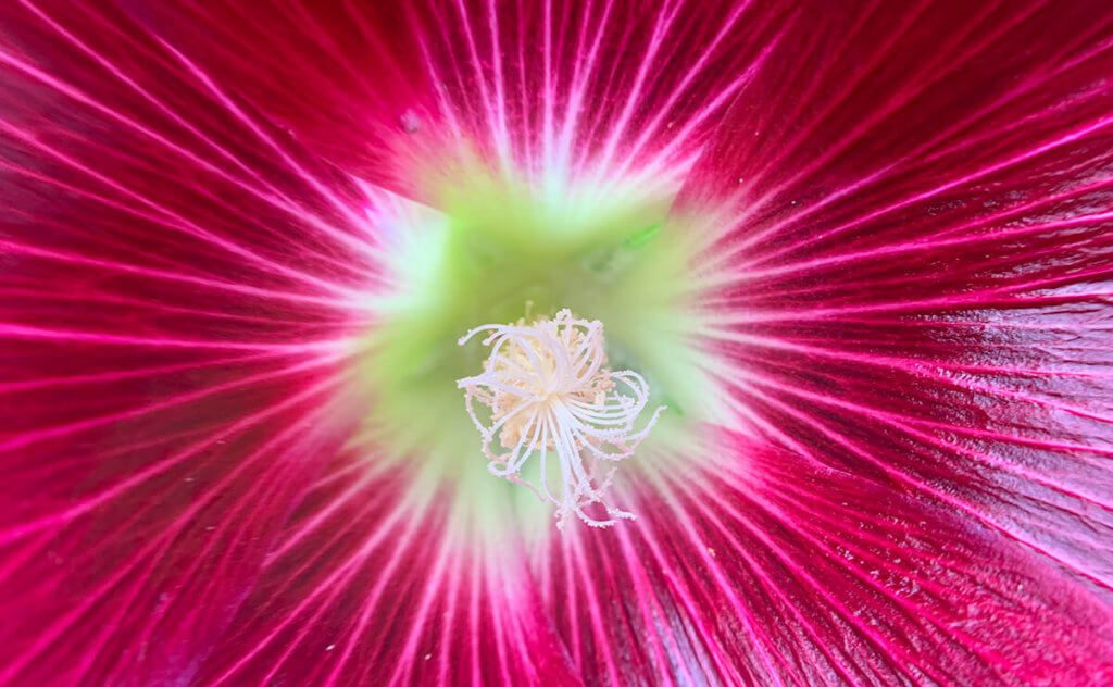 Eine Blüte im Makrofoto – schöne Farben und die Struktur der Blütenblätter und des Stempels geben dem Foto eine ansprechende Wirkung.