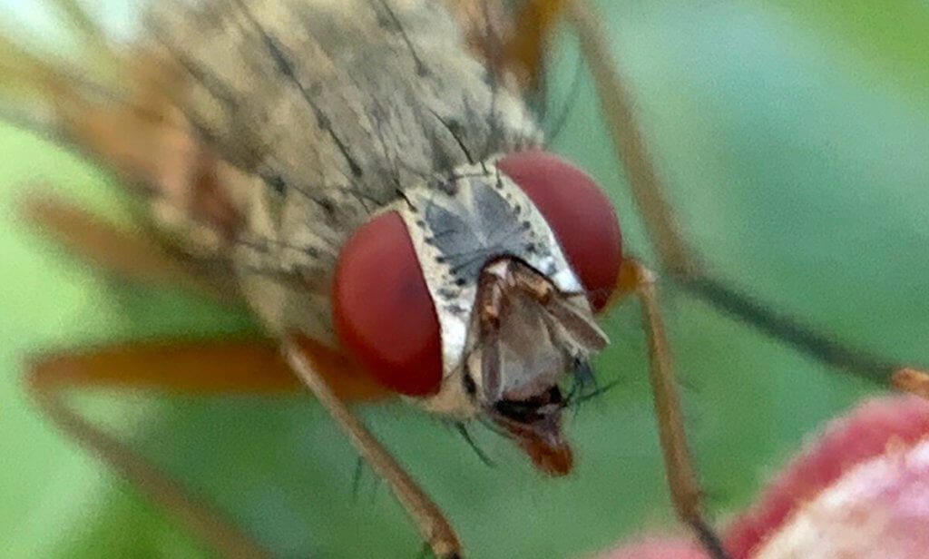 Hier ist der Kopf der Fliege in 100% Auflösung zu sehen. Das ist natürlich nicht mehr so scharf, wie beim kleingerechneten Bild, aber man sieht, wie groß die Auflösung der Makroaufnahmen eigentlich ist.