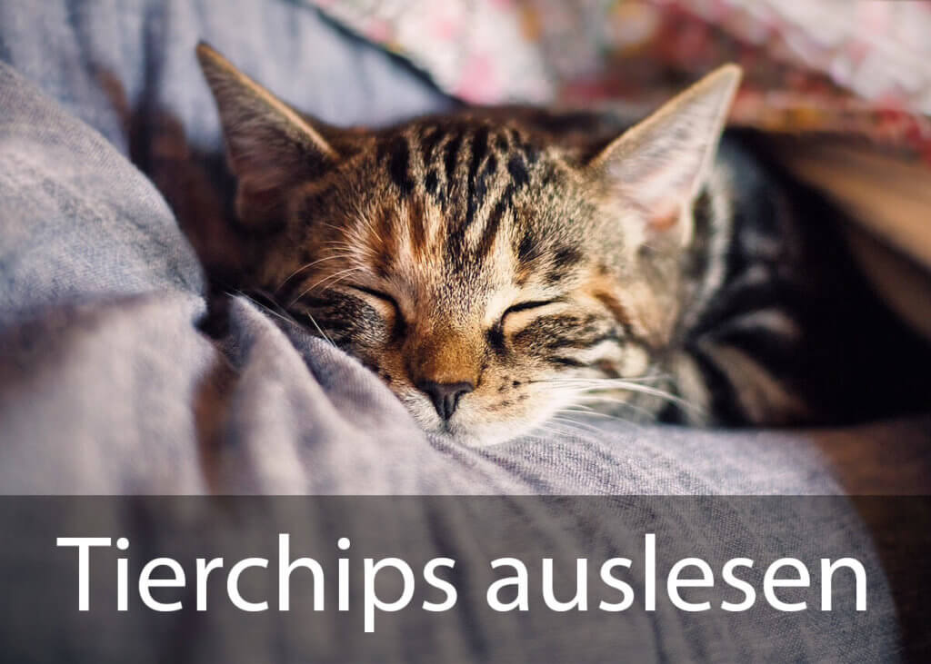 Egal ob Hund, Katze oder Pferd – die meisten Haustiere sind mit Mikrochips gekennzeichnet, die sich mit speziellen Lesegeräten auslesen lassen (Foto: KatinkavomWolfenmond/Pixabay).