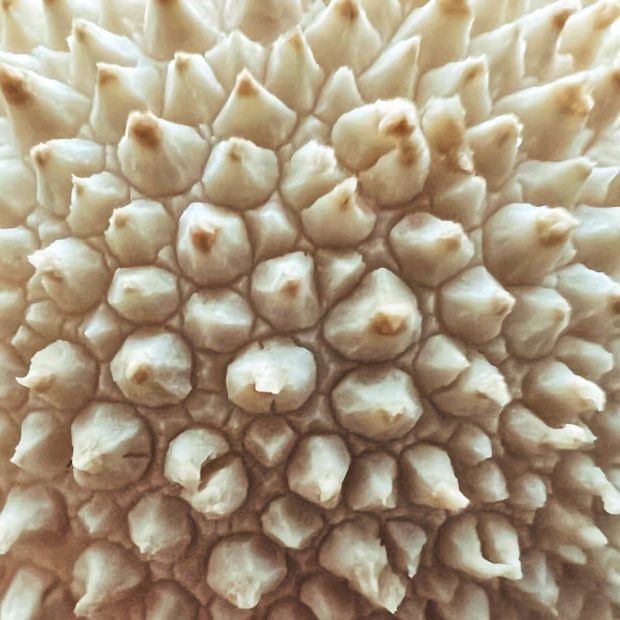 Modalità macro iPhone 13 Pro: la mia scelta della settimana 44