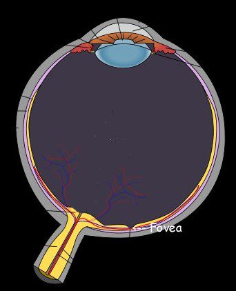 Die Fovea centralis befindet sich schläfenseitig neben dem Sehnerv des Auges. Abbildung von Hans-Werner Hunziker unter CC BY-SA 3.0 Lizenz bei Wikimedia.
